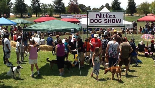 DogShow2015-637x360