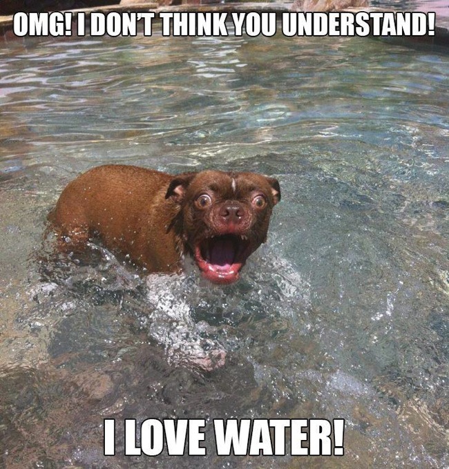 Funny-dog-I-love-water
