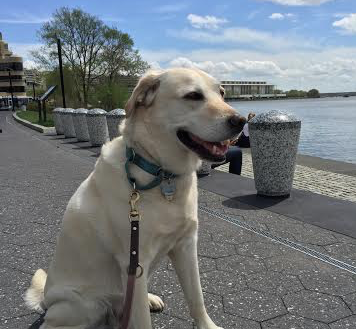 doggeorgetowndcwaterfront
