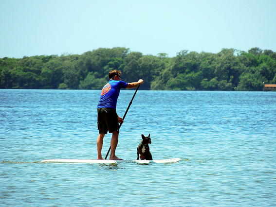 paddleboardingdog