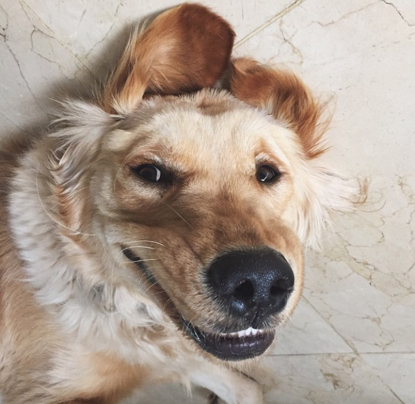 smiling-guilty-dog