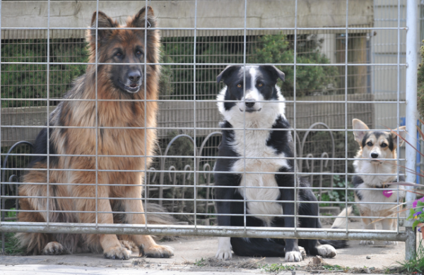 dogs-behind-fence