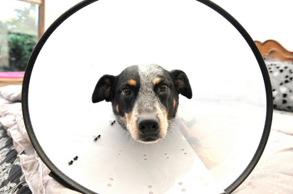 dog-recovering-vet