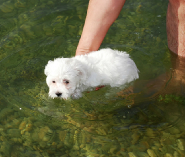 Teaching puppy to swim 126979167