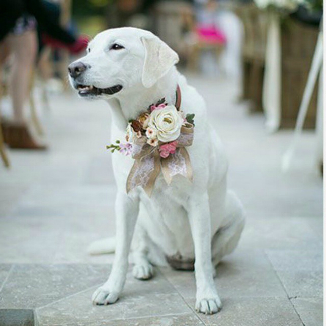 Wedding Dog
