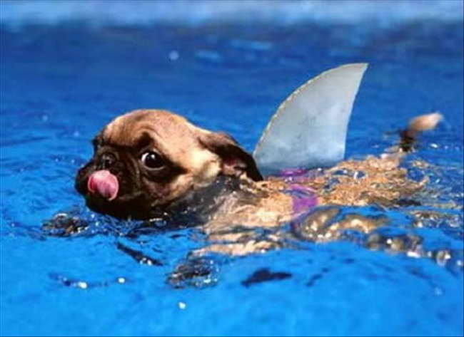 a-funny-dog-swimming