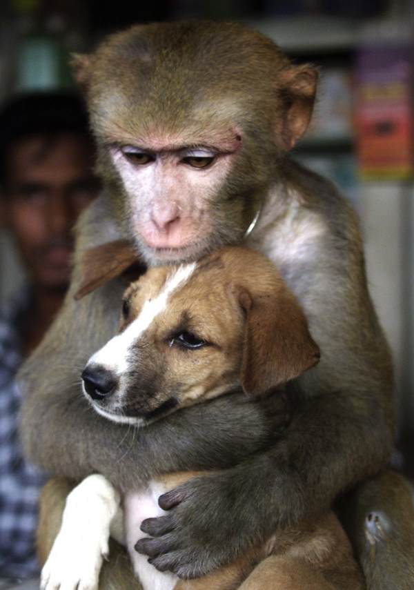 a-monkey-bought-from-an-animal-trader-in-bangladesh-spends-hours-hugging-and-cuddling-this-puppy