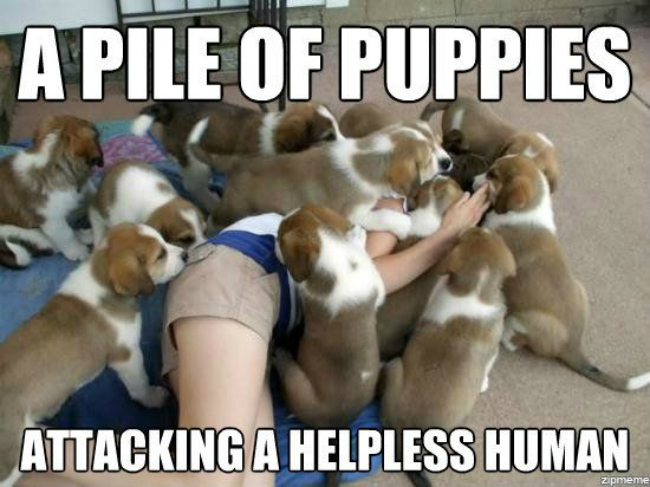 a-pile-of-puppies