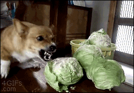 angry-corgi-cabbage