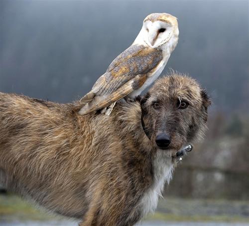 animal-on-animal-owl-dog