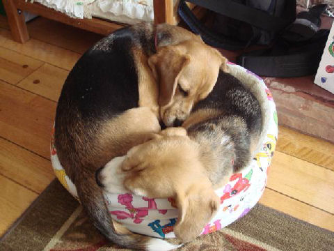 beagle-cuddle