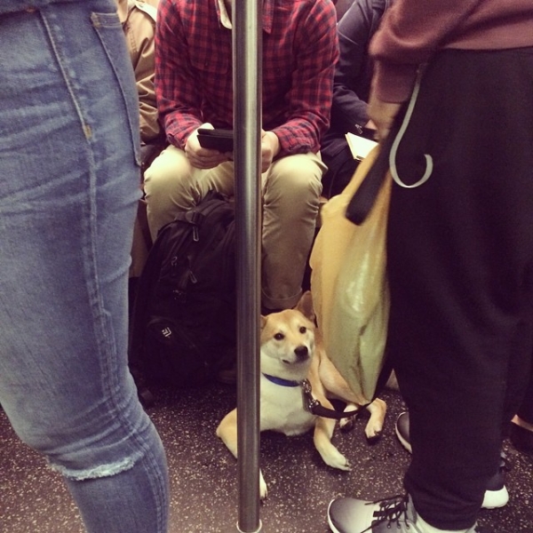 big-subway-dog