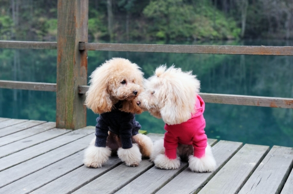 bigstock-Two-Poodle-Dog-Standing-35665865-1024x680