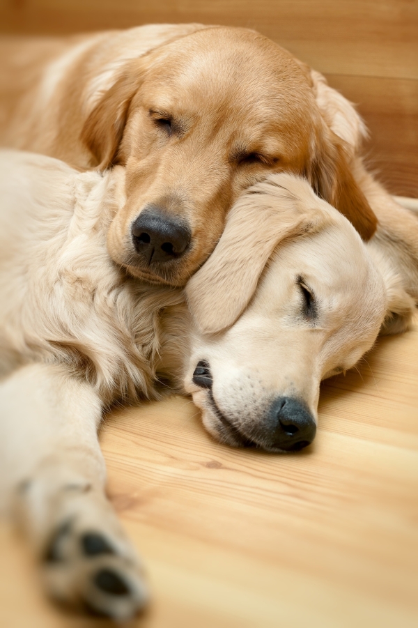 bigstock-view-of-two-dogs-lying-golde-26480915