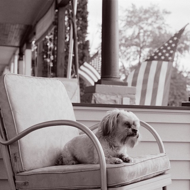 black and white photo dog on chair