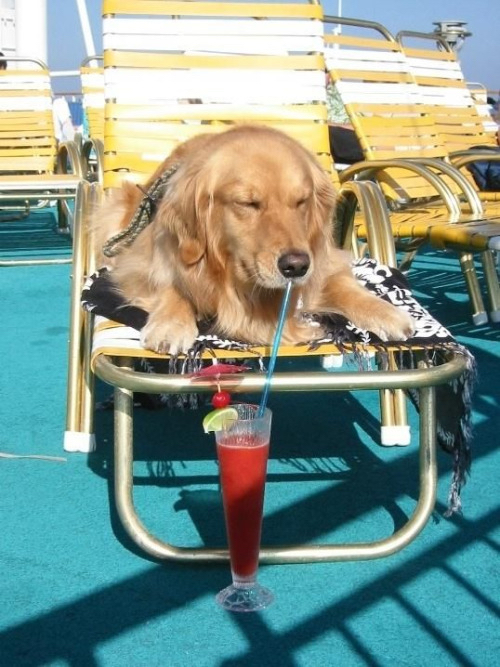 boat drink dog