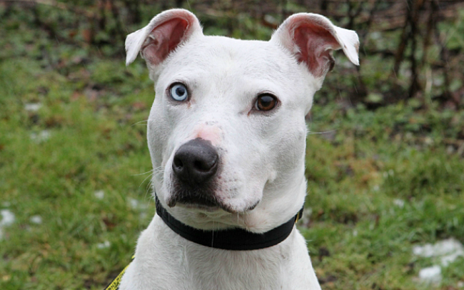 Dog With 2 Different Colored Eyes Spiritual Meaning  : Mystical Insights