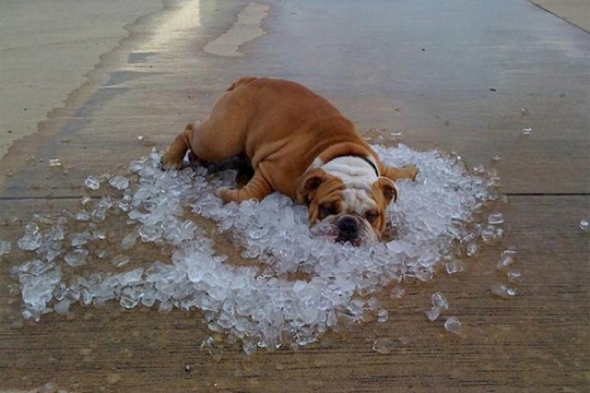 bulldog-ice