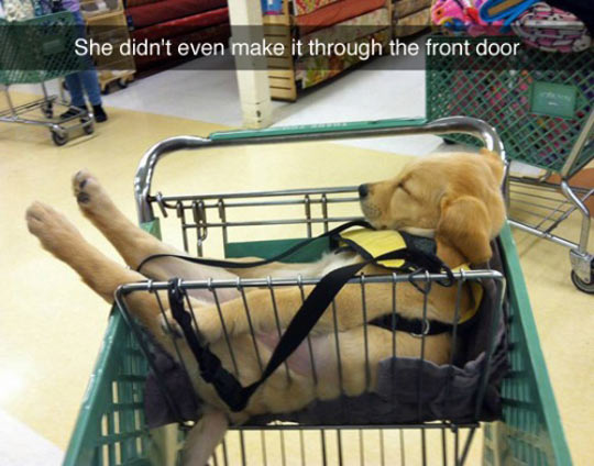 cute-dog-shopping-cart-sleeping