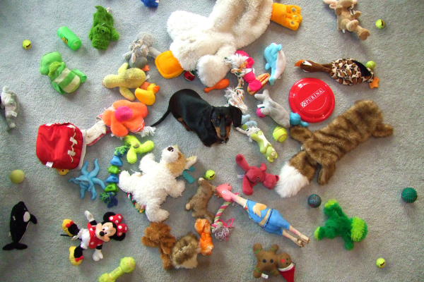 dachshund-with-a-ton-of-toys