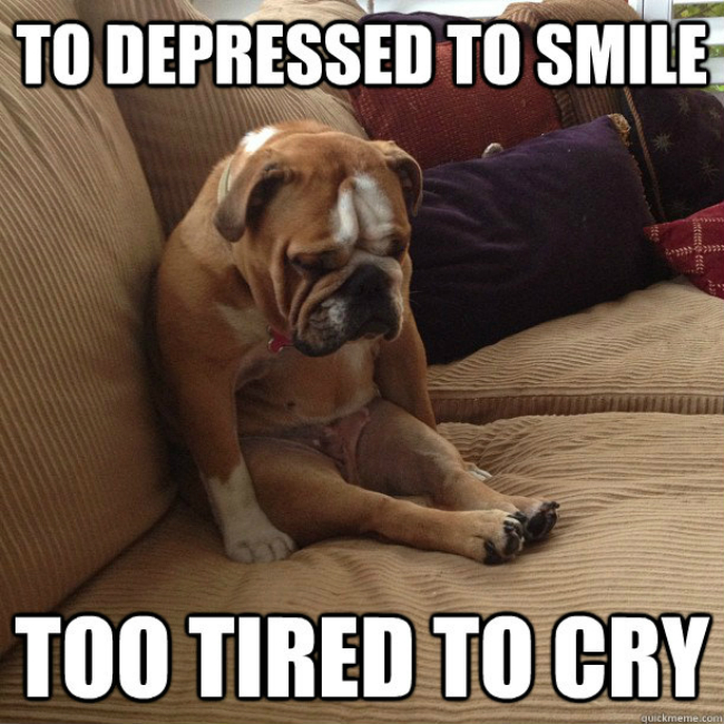 depressed bulldog