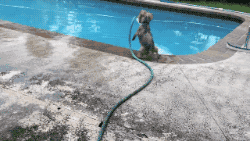 dog and hose