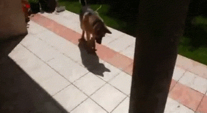 dog-attacks-shadow