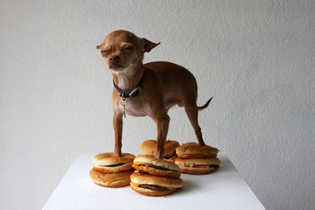dog-burger-shoes