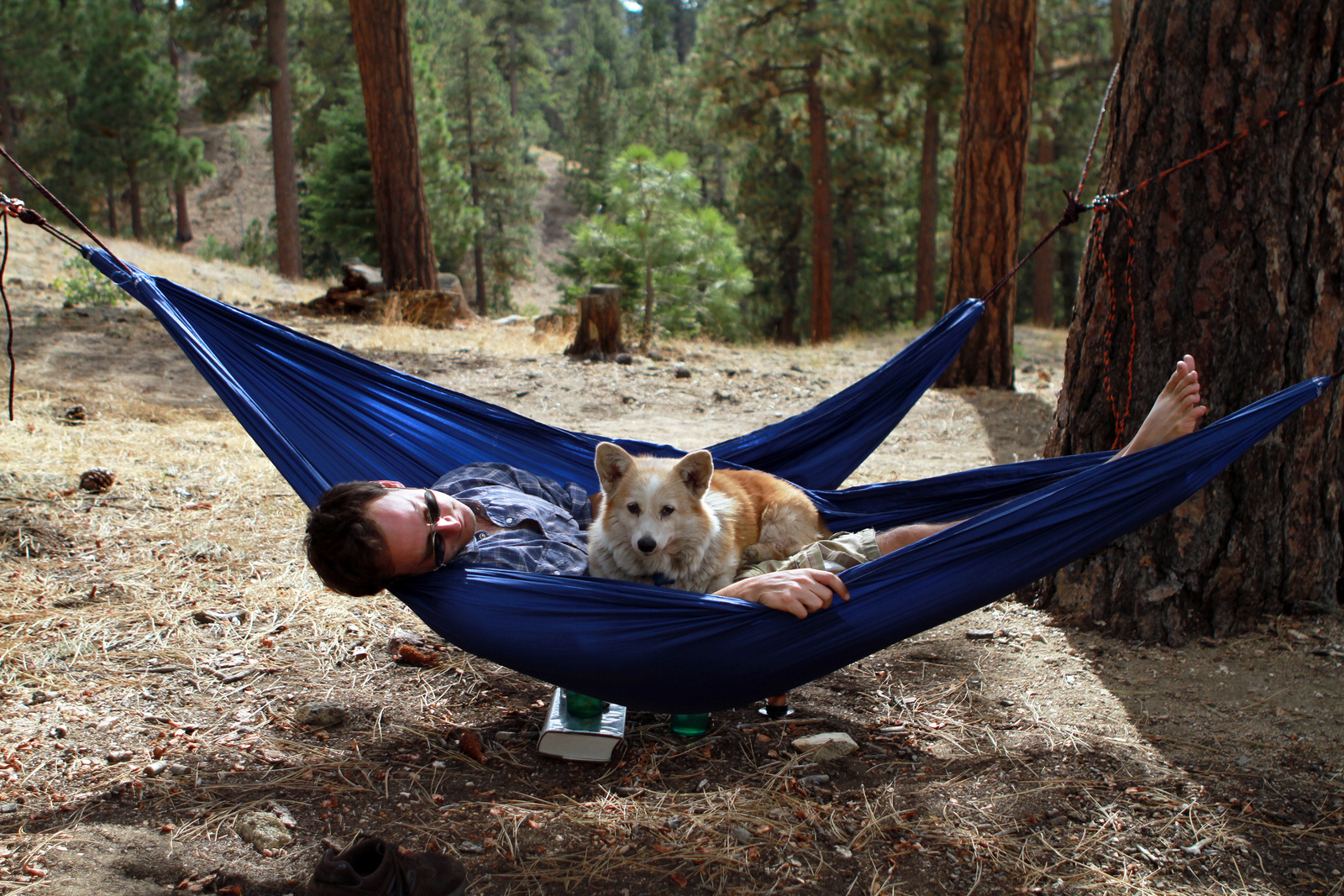 dog camping with human