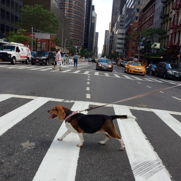 dog-crossing-street