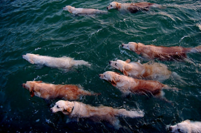 dog-dogs-swim-water-Favim