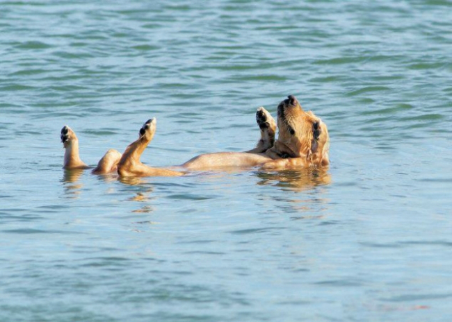 dog-floating-on-back-golden-retriever-otter