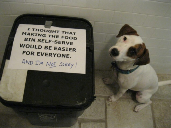 dog food bin