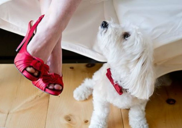 dog heels new