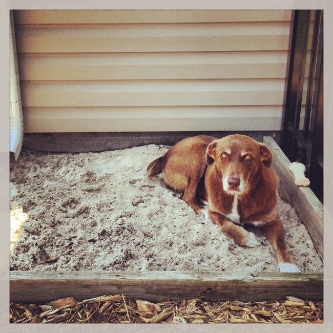 dog-in-sandbox