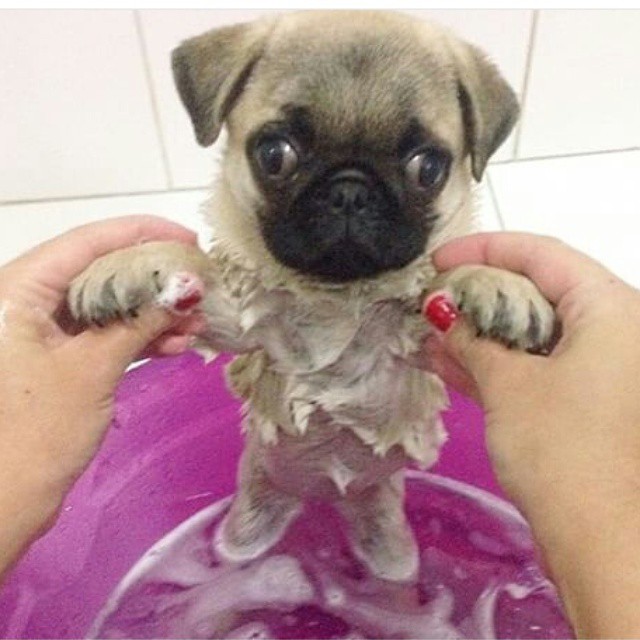 dog not sure about bath