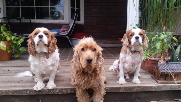 dog-pack-trio