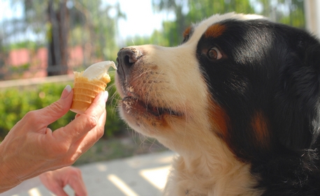 dog-with-ice-cream