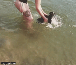 dogs first swim