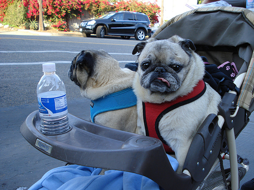 dogs in strollers