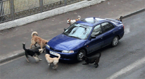 dogs-versus-car