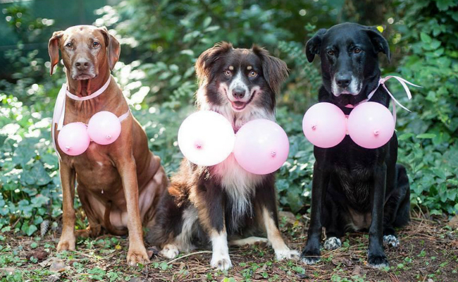 dogs-wearing-balloon-boobs-copy