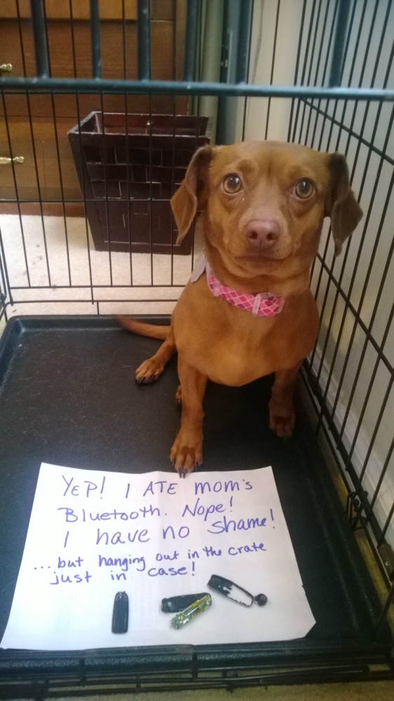 dogshaming blue tooth