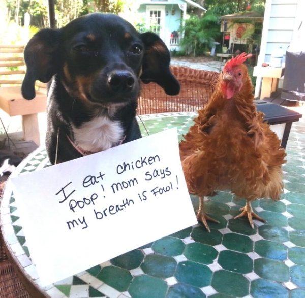 dogshaming chicken