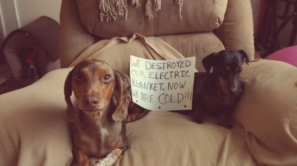dogshaming electric blanket