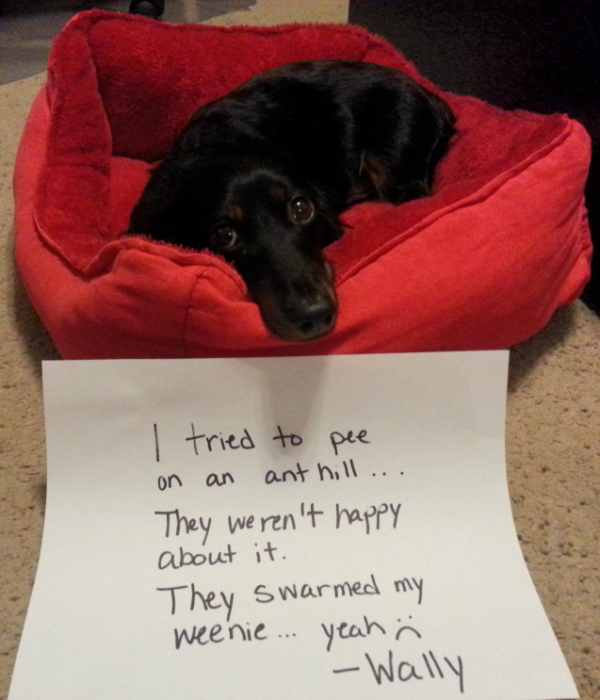 dogshaming red ants