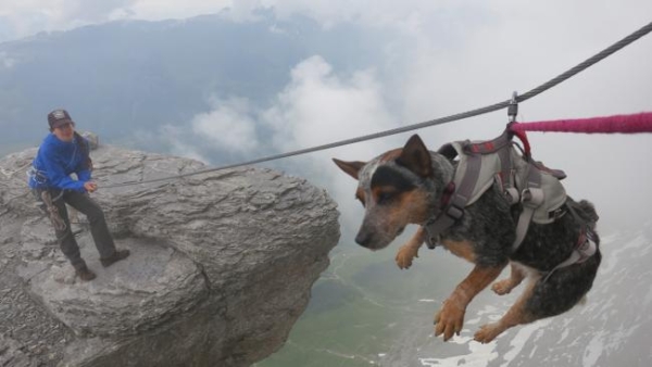 rock climbing dog