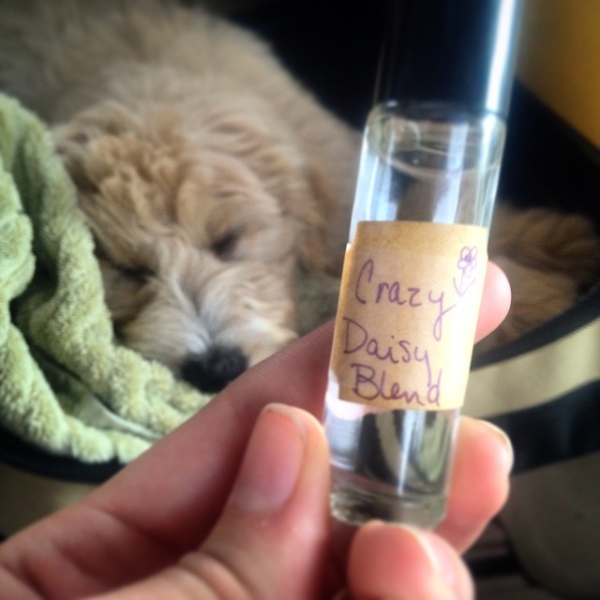 essential-oils-for-dogs