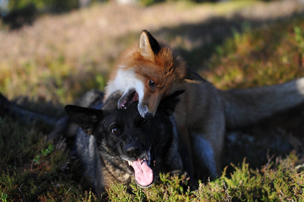 fox and hound 2
