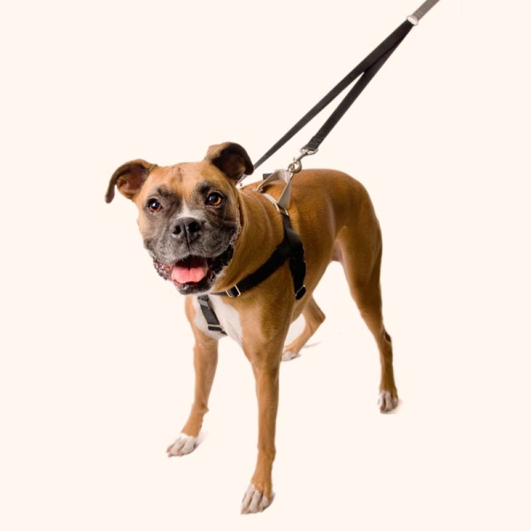 freedom-no-pull-dog-harness-1